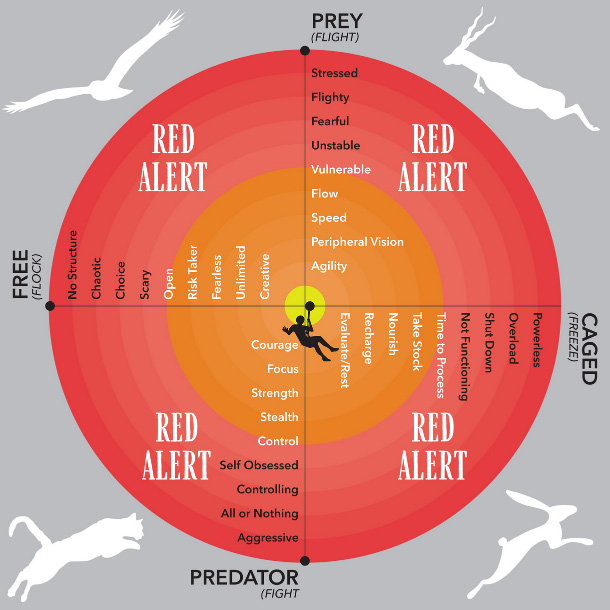 The Prey Predator Model